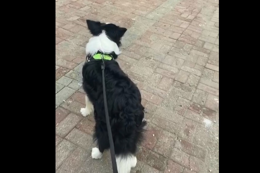 你说边牧吧，聪明是真聪明，眼神也是真的不好