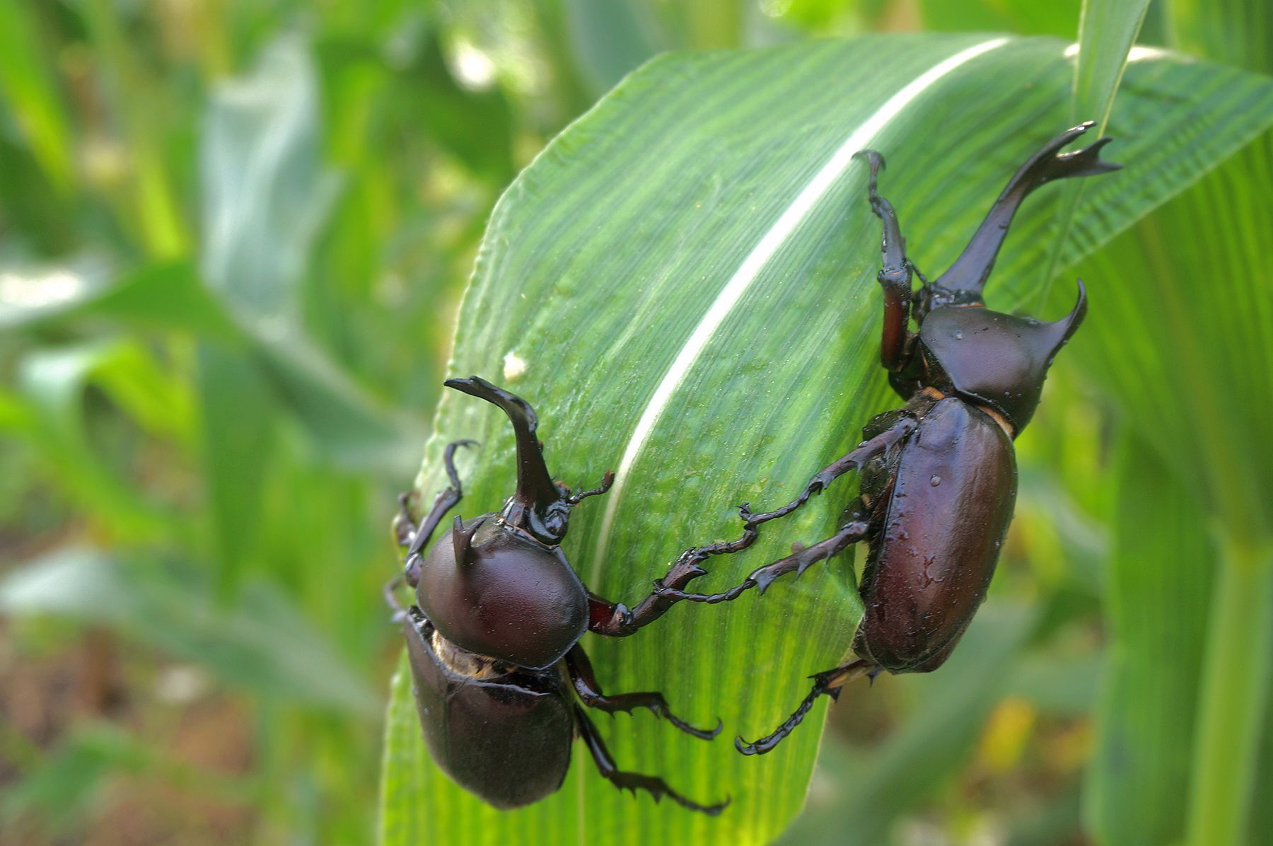 独角大仙呼朋唤友大聚会__凤凰网