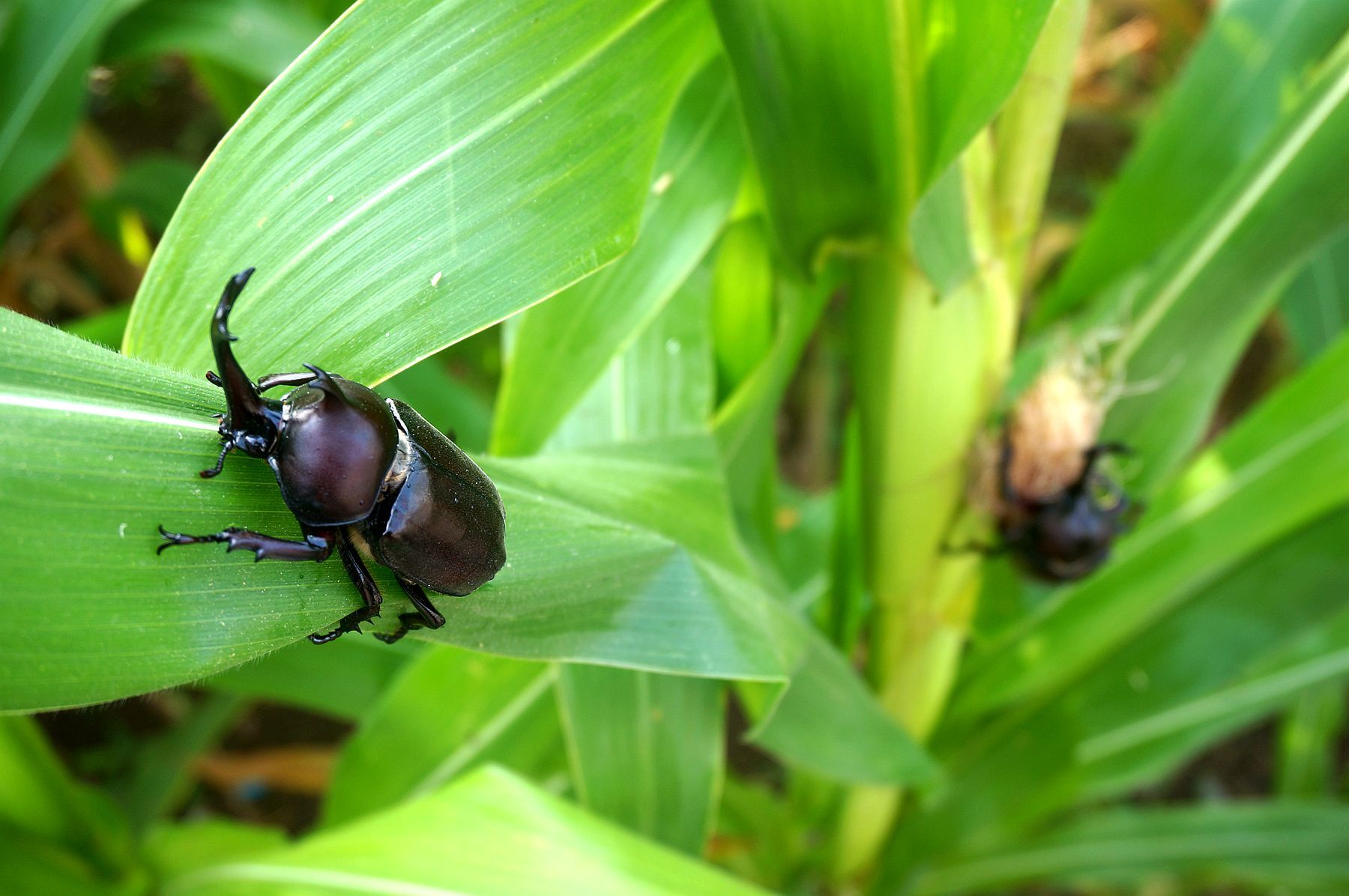 独角大仙呼朋唤友大聚会__凤凰网