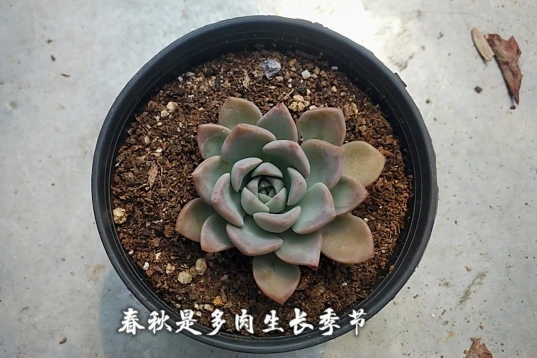 自制多肉营养液，简单操作，多肉喝一勺长势越旺