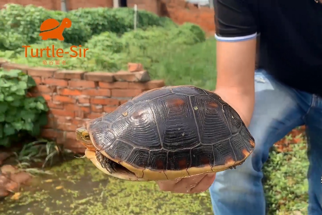黄缘闭壳龟身为国龟魅力到底在哪里「龟谷鳖老」_凤凰网视频_凤凰网