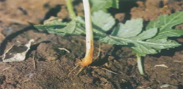 紅薯重茬根腐用什麼預防爛根病怎麼用藥防治枯萎黃萎病用藥根小子