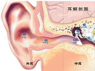 外耳道口的准确位置图片
