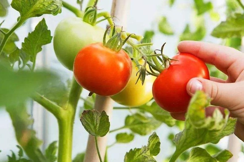 绿之洲：番茄苗期施肥方案