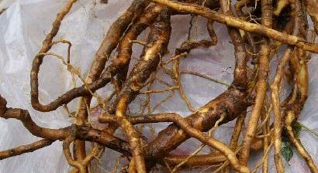 中药材地黄根腐病用什么药人参黄叶死苗怎么治枯萎黄萎防治用药根小子