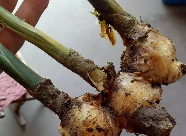 生姜根腐病用什么肥料好?生姜黄叶死苗冲施什么肥料好?