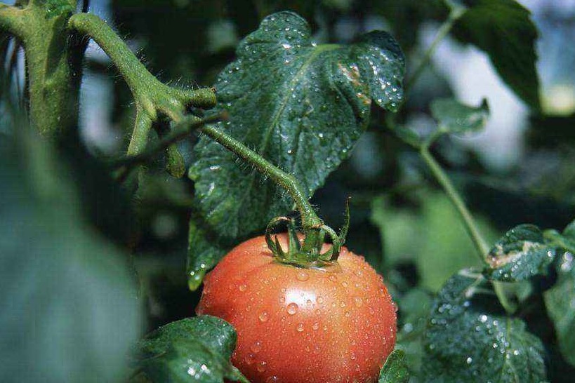 绿之洲：番茄生长期别乱施肥，这样做最科学