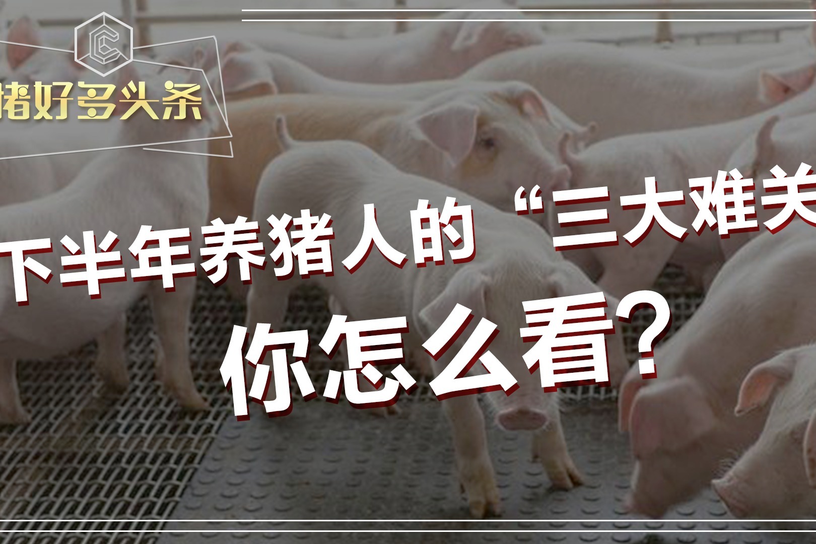 下半年养猪人的“三大难关”分析，猪价会跌你怎么看？