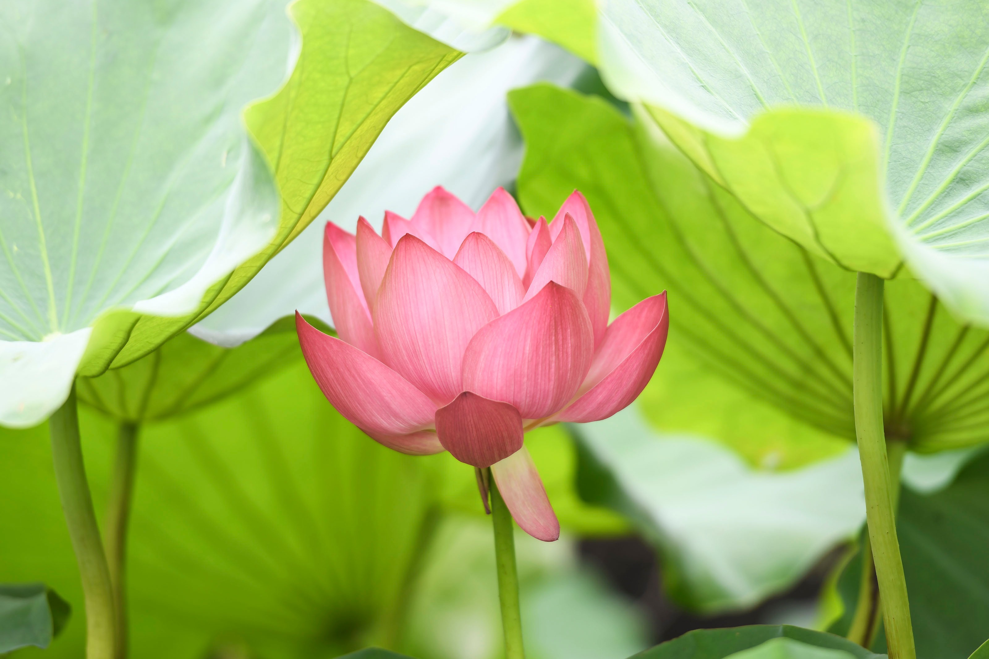 合肥连续暴雨后转晴包公园荷花鲜艳夺目吸引游客拍照留影