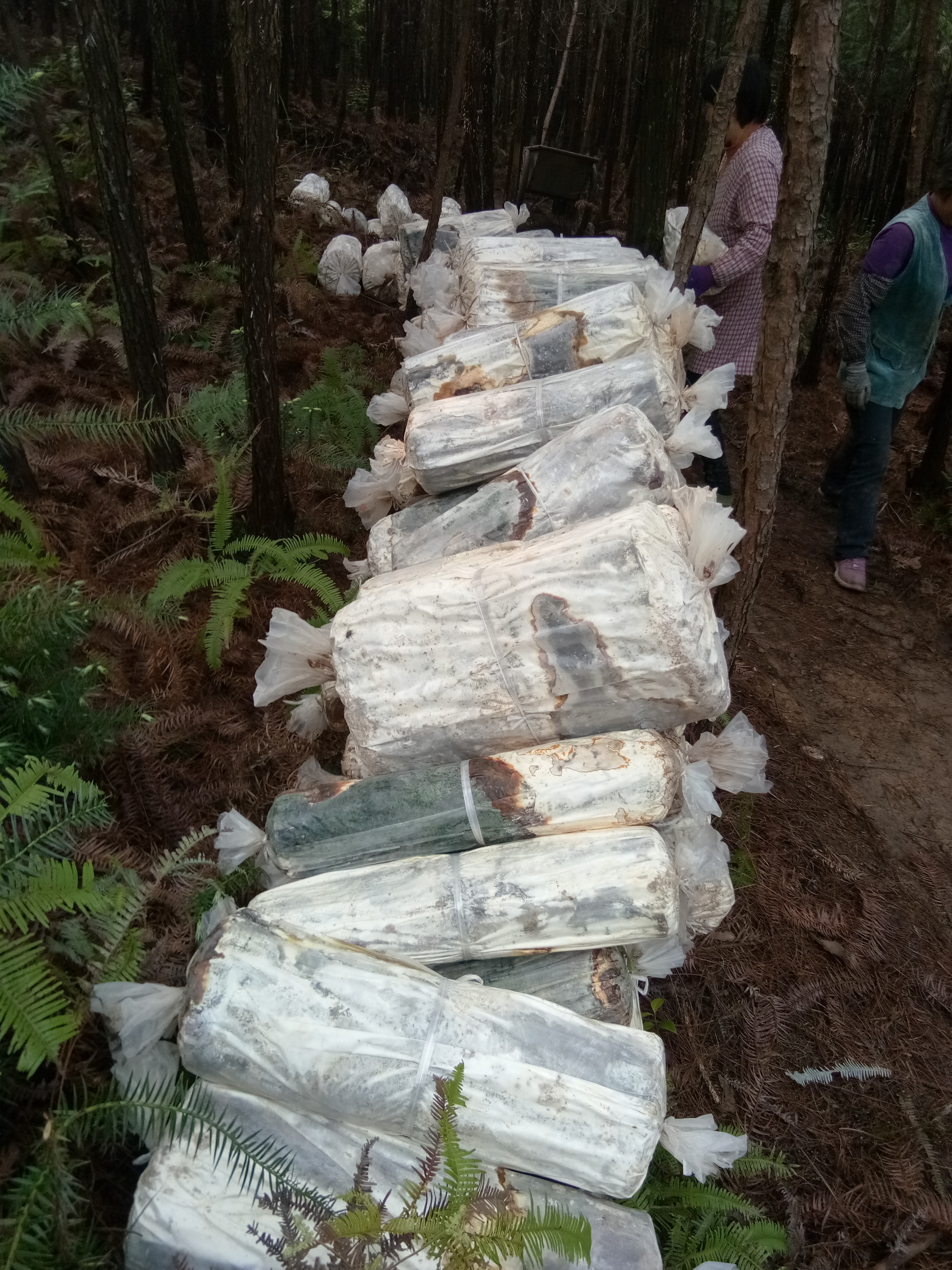 栽培场的灵芝椴木菌棒