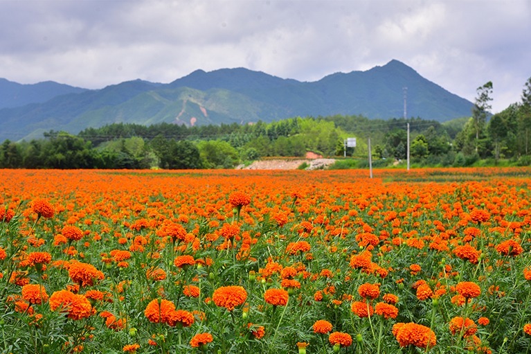 江西龙南:百亩万寿菊"花海"迎风绽放