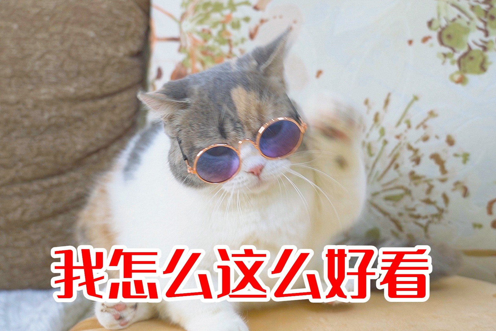 猫咪跳《我怎么这么好看》舞蹈，全程踩点，太魔性了！