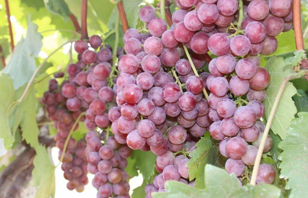 长沟葡萄哪产的?好吃吗?