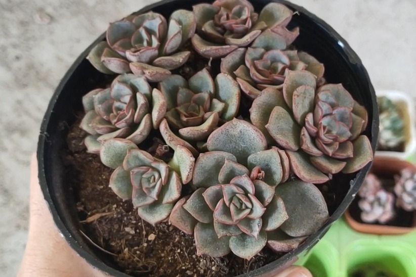 夏季多肉淋雨或者浇水浇多了,立马这样做,肉肉就不会黑腐烂根