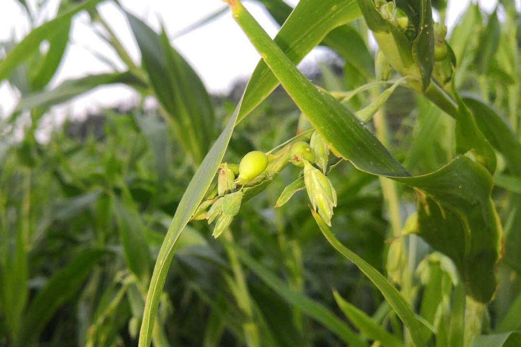 吃過薏米但你知道薏米長什麼樣嗎