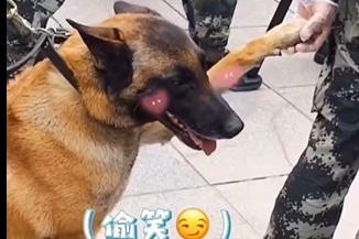 甜度满分！军犬偷懒撩兵哥哥 牵手成功还反被套路