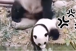 “熊孩子”不听话怎么办？熊猫妈妈：打屁股！