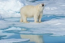 WMO呼吁应对北极高温！否则，北极熊恐在本世纪末灭绝
