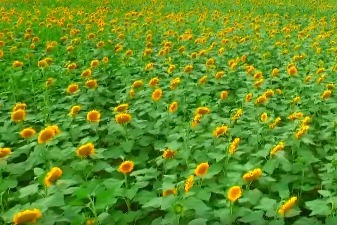 景泰县：古道景色新 脱贫气象新