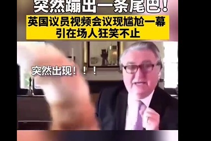 英国议员视频会议，没想到一个毛茸茸的尾巴突然出现