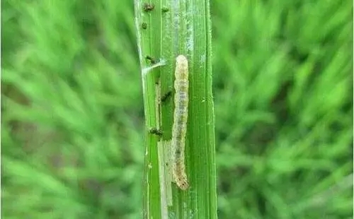 今年下雨多,如何才能减轻涝灾对水稻的危害?