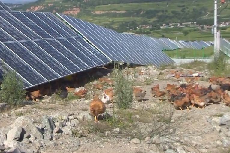 一只超百元山坡光伏板下养鸡野味足