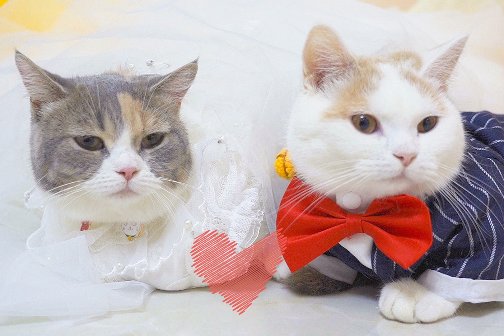 主人斥巨资给2只猫办婚礼,还让它们现场洞房,猫:羞死了!_凤凰网视频_