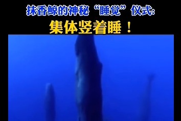 定海神针抹香鲸 竟是站着睡觉的 网友：这不是上课时的我吗？