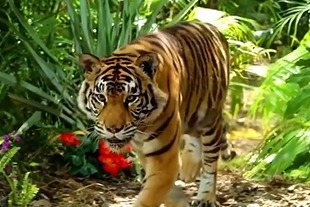 0137d9955b363292d3364ab789139d7f6c5c0005_size33_w310_h207.jpg