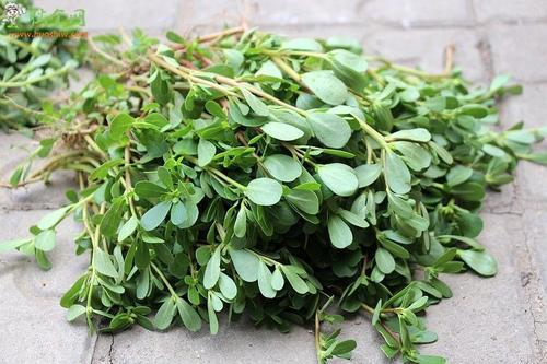 农村人有福了,这些野菜祛斑超有效__凤凰网