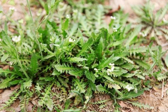 农村人有福了,这些野菜祛斑超有效__凤凰网