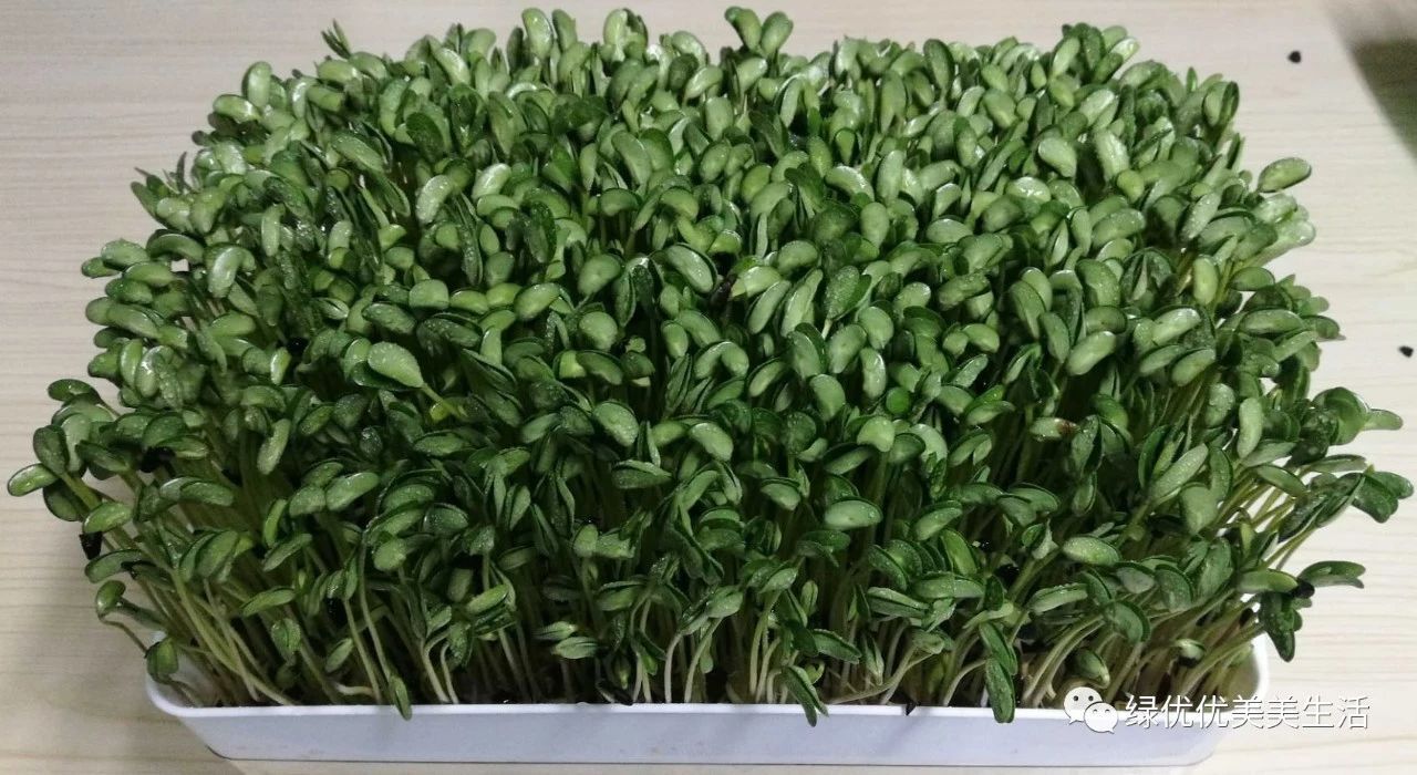 桂林侨胞之家--侨商产品系列之三 初识绿优优芽苗菜