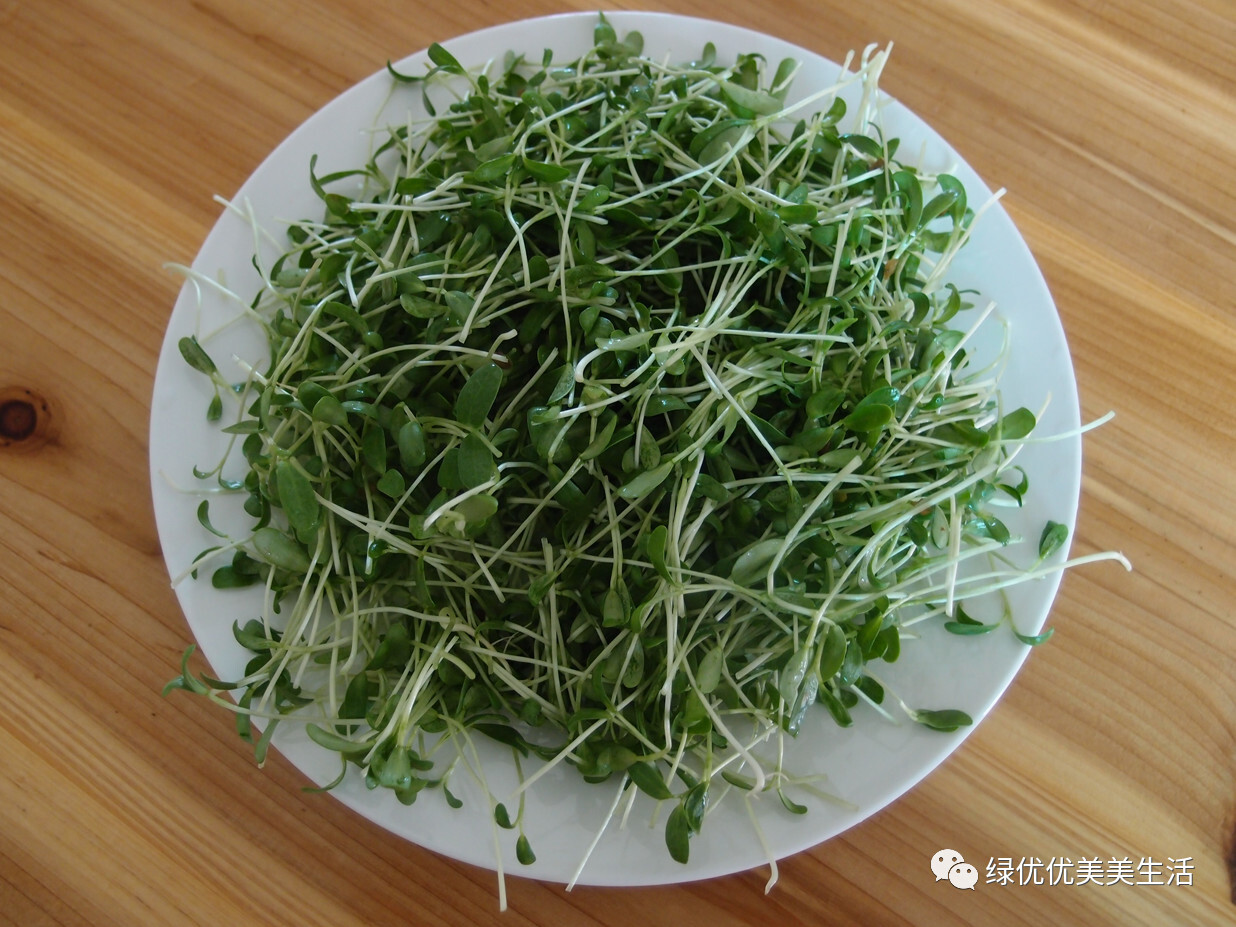 桂林侨胞之家--侨商产品系列之三 初识绿优优芽苗菜