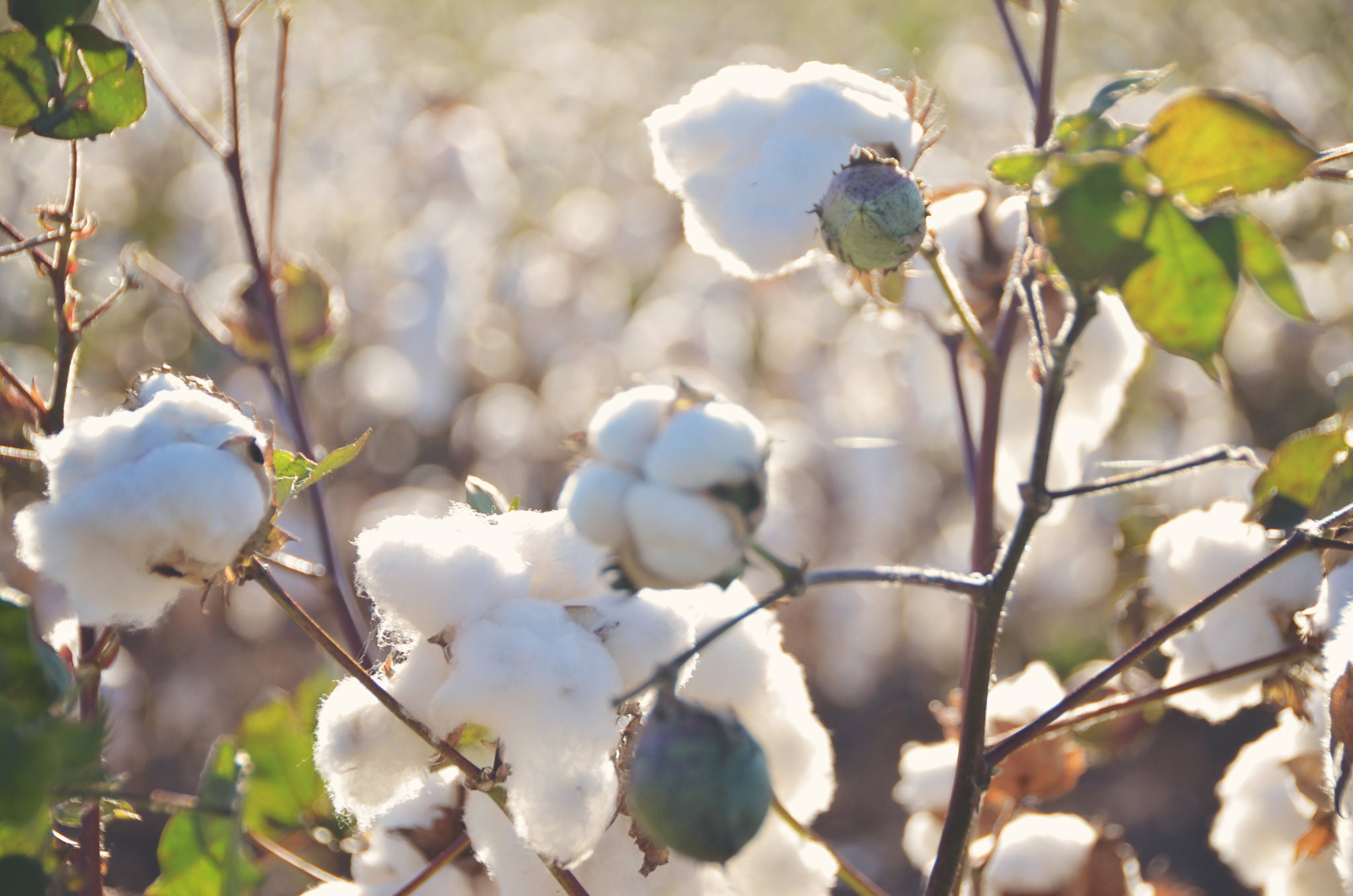 打开凤凰新闻,查看更多高清图片目前我国是全球最大的棉花消费国与第