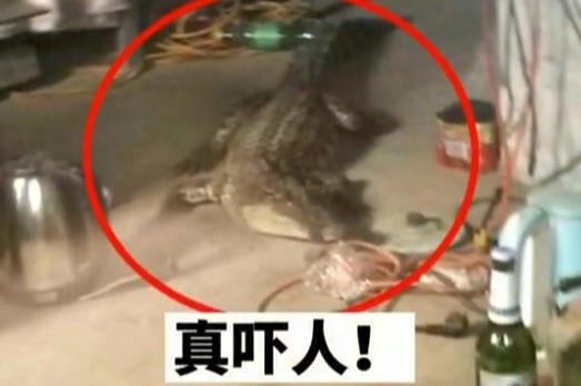 太吓人了！山东济南一工人竟在宿舍中发现鳄鱼！