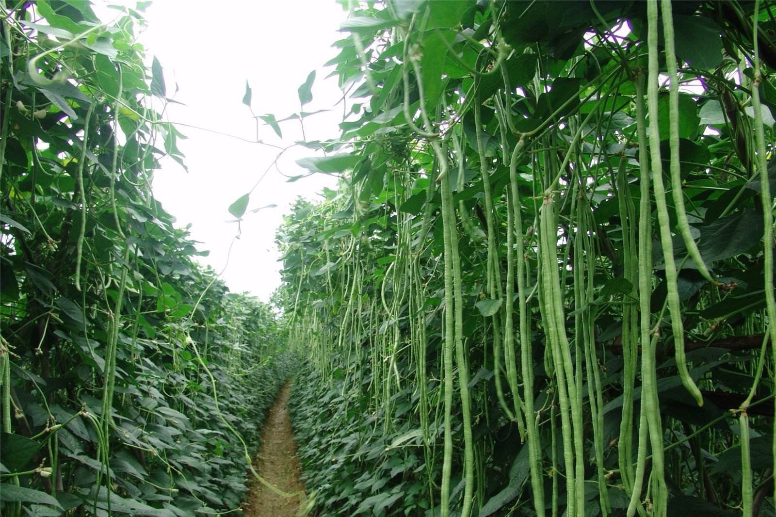 绿之洲：豆角结荚期施肥方案