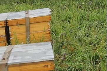 田野牧蜂蜂场-田野牧蜂养蜂基地环境
