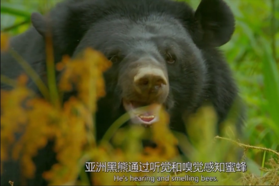 近视眼黑熊靠嗅觉爬树舔蜂蜜，谁知道，吃货上得去下不来！