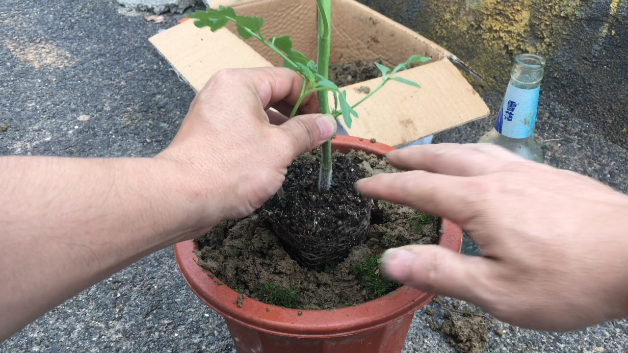 番茄苗的种植全过程(番茄苗的种植全过程作文)