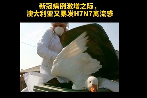 澳大利亚爆发H7N7禽流感 事发农场半数禽类被感染