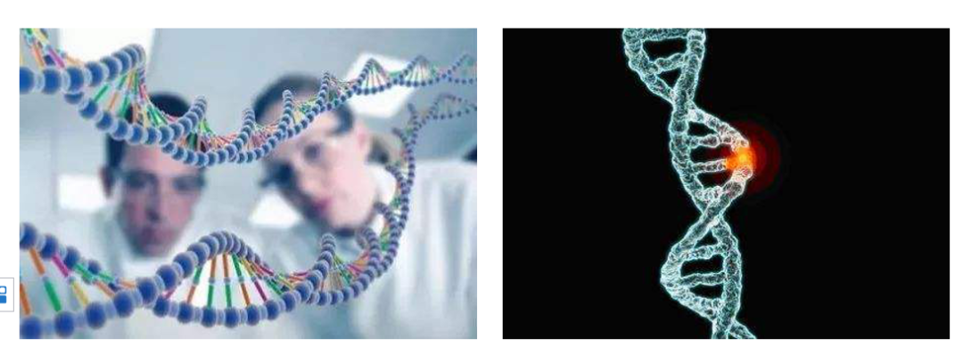 蛋白臂的基因突变,这个基因突变导致纤毛/精子尾部的动力马达一个关键