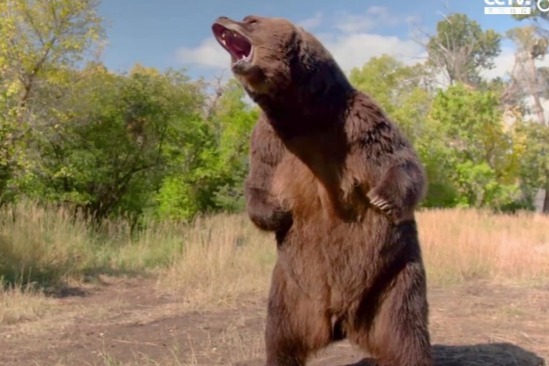 棕熊一爪子就能击碎头骨，体形健硕超强悍