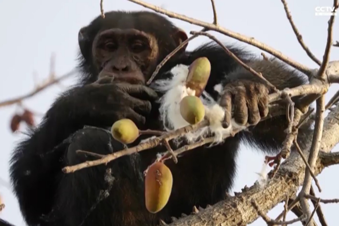 50度烈日灼烧，黑猩猩行走16公里挖井取水