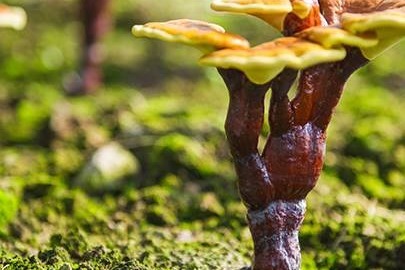 猴头菇不仅是“养胃大王”，其他功效也十分显著，你会做吗？