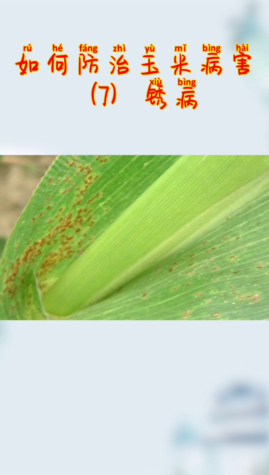 如何防治玉米病害(7)锈病