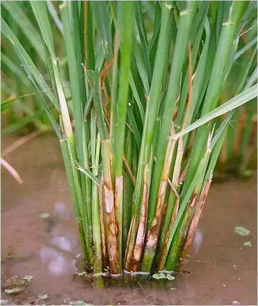 特此通知—水稻病虫害拍了拍"你"!