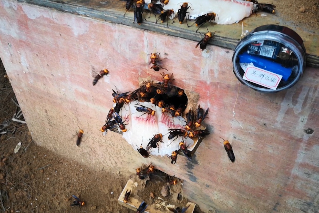 怎么样能让养殖胡蜂红娘快速发展?可以定期给蜂群补充食物