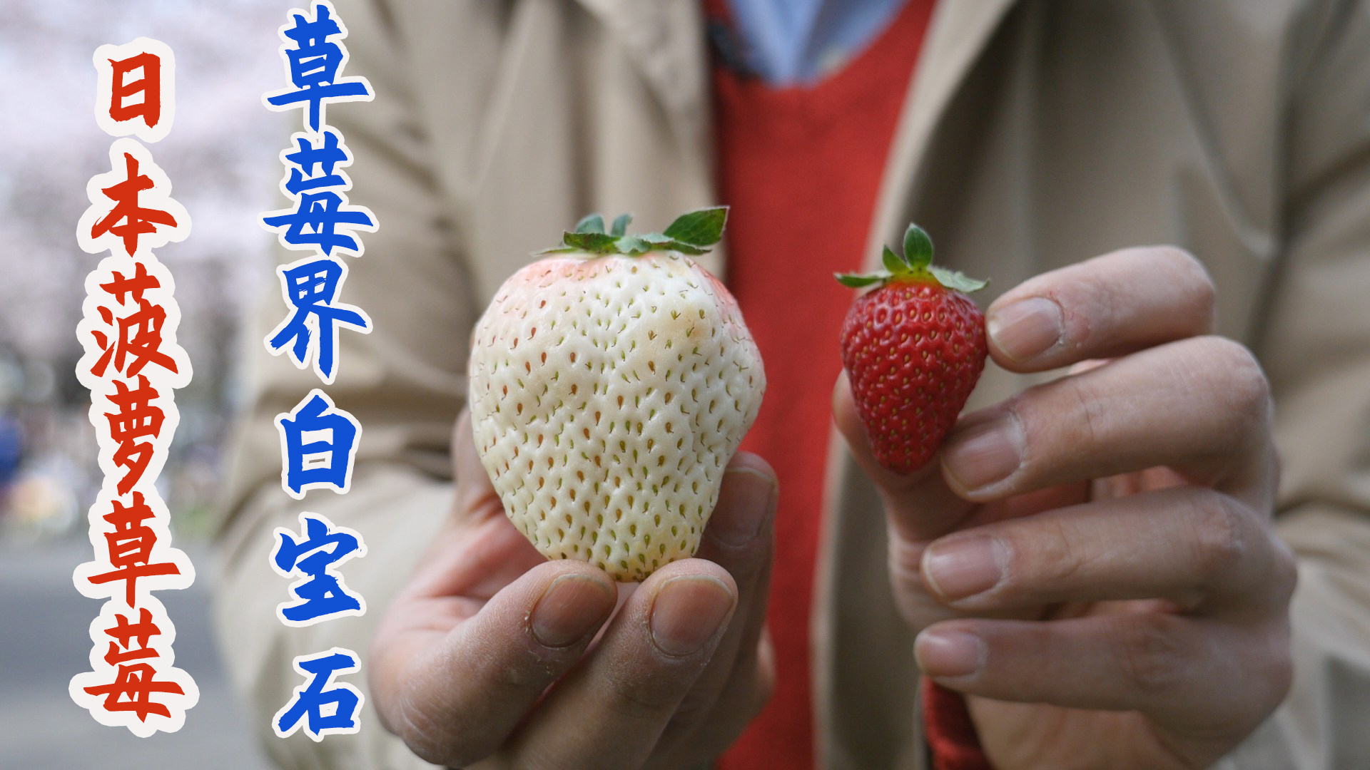 日本人工杂交白色菠萝草莓个大味甜的水果界白色恋人