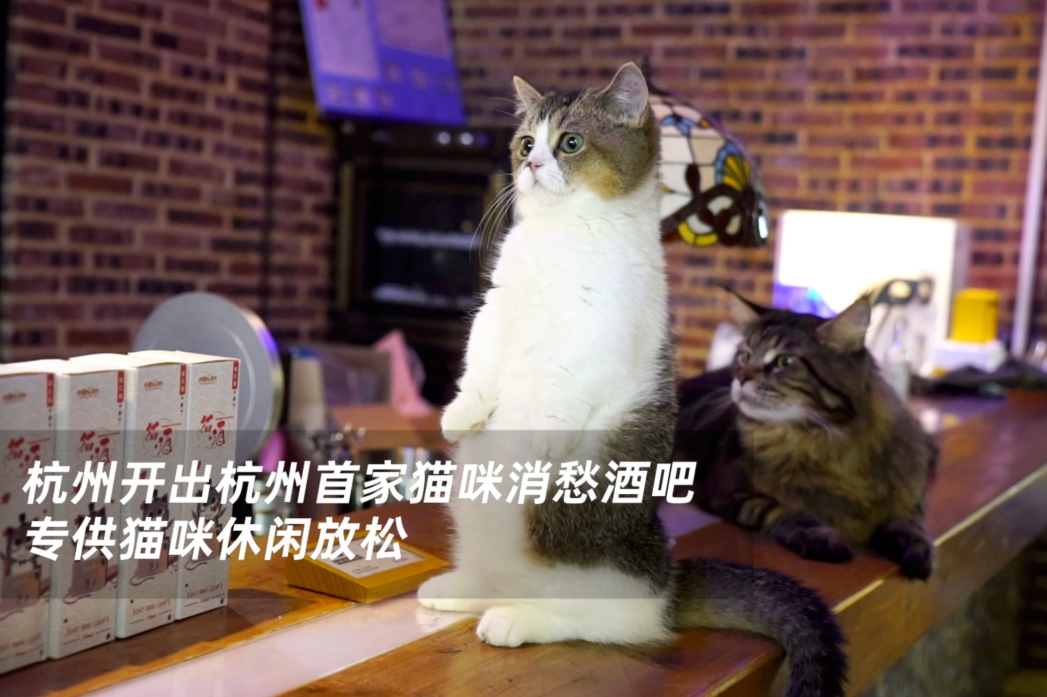 杭州出现全国首家猫咪酒吧，猫咪可以享用“酒水”娱乐放松