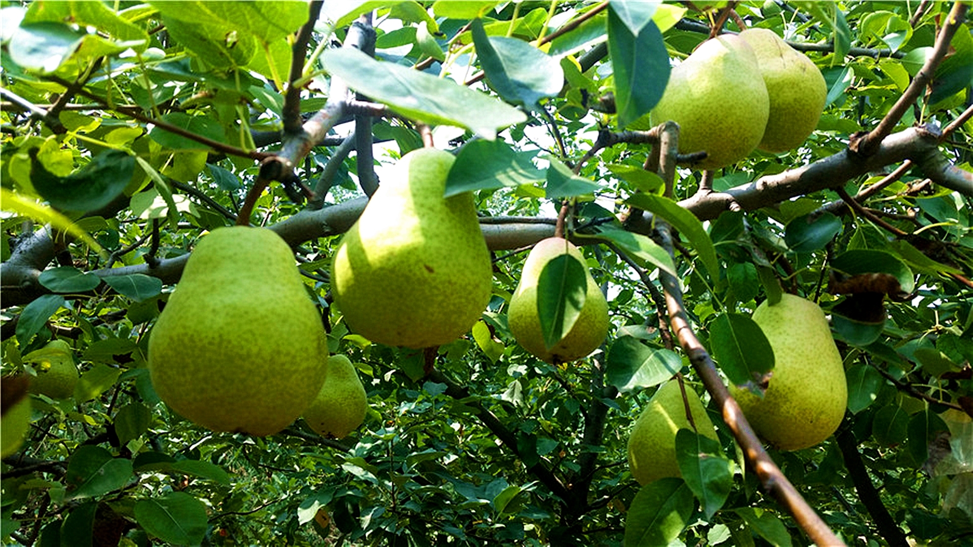 山东马石山区盛产一种早熟梨,名曰太婆梨,特别柔软老太太可以吃